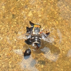 Dytiscidae (family) at Conder, ACT - 2 Jan 2023 01:29 PM