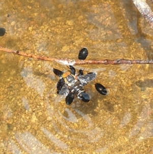 Hydrachnidia sp. (sub-order) at Conder, ACT - 2 Jan 2023 01:29 PM