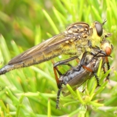 Unidentified Robber fly (Asilidae) at Braemar, NSW - 1 Jan 2023 by Curiosity