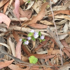 Veronica calycina (Hairy Speedwell) at Rob Roy Range - 2 Jan 2023 by gregbaines