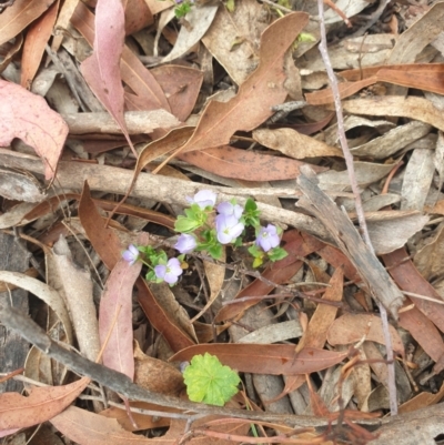 Veronica calycina (Hairy Speedwell) at Conder, ACT - 2 Jan 2023 by gregbaines