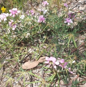 Lotus australis at Conder, ACT - 2 Jan 2023