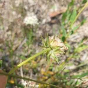 Pimelea treyvaudii at Conder, ACT - 2 Jan 2023 12:47 PM