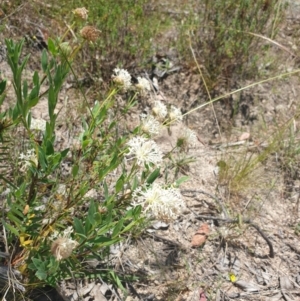 Pimelea treyvaudii at Conder, ACT - 2 Jan 2023