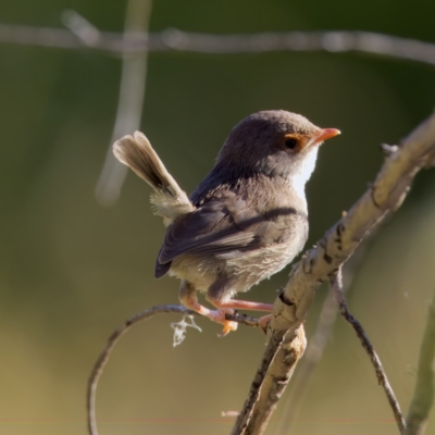 Malurus cyaneus (Superb Fairywren) at Namadgi National Park - 27 Dec 2022 by KorinneM