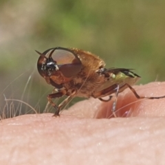 Odontomyia hunteri (Soldier fly) at Rob Roy Range - 2 Jan 2023 by gregbaines