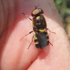 Odontomyia hunteri at Conder, ACT - 2 Jan 2023