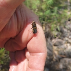 Odontomyia hunteri at Conder, ACT - 2 Jan 2023