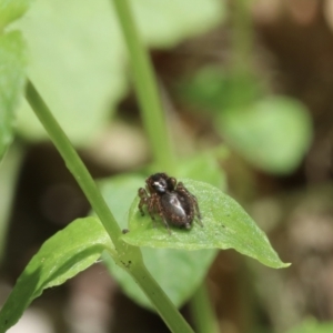 Maratus watagansi at Acton, ACT - 2 Jan 2023