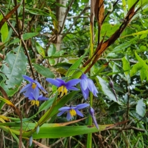 Stypandra glauca at Mittagong, NSW - 2 Jan 2023