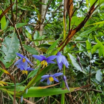 Stypandra glauca (Nodding Blue Lily) at Wingecarribee Local Government Area - 2 Jan 2023 by Csteele4