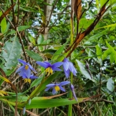 Stypandra glauca (Nodding Blue Lily) at Mittagong, NSW - 2 Jan 2023 by Csteele4