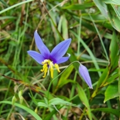 Stypandra glauca at Mittagong, NSW - 2 Jan 2023