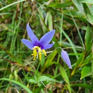 Stypandra glauca at Mittagong, NSW - 2 Jan 2023