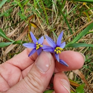 Stypandra glauca at Mittagong, NSW - 2 Jan 2023