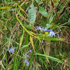 Stypandra glauca at Mittagong, NSW - 2 Jan 2023