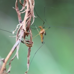 Leptotarsus (Leptotarsus) sp.(genus) (A Crane Fly) at Wyndham, NSW - 1 Jan 2023 by KylieWaldon