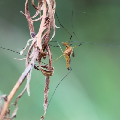 Unidentified Crane fly, midge, mosquito or gnat (several families) at Wyndham, NSW - 31 Dec 2022 by KylieWaldon