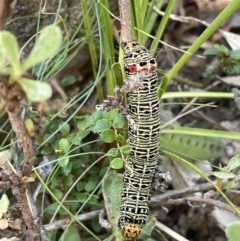 Phalaenoides glycinae (Grapevine Moth) at Burrinjuck, NSW - 31 Dec 2022 by JaneR