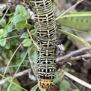 Phalaenoides glycinae at Burrinjuck, NSW - 31 Dec 2022