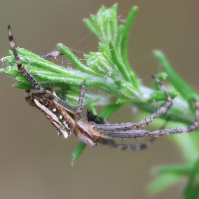 Plebs bradleyi (Enamelled spider) at Wyndham, NSW - 1 Jan 2023 by KylieWaldon