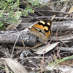 Heteronympha merope (Common Brown Butterfly) at Burrinjuck Nature Reserve - 31 Dec 2022 by JaneR