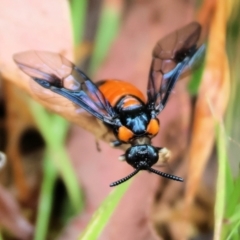 Lophyrotoma interrupta at Wyndham, NSW - 31 Dec 2022 by KylieWaldon