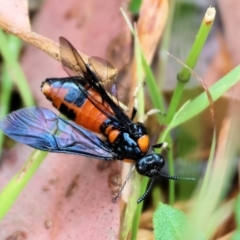 Lophyrotoma interrupta at Wyndham, NSW - 1 Jan 2023