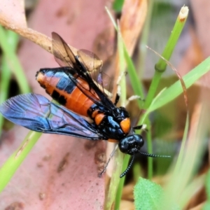 Lophyrotoma interrupta at Wyndham, NSW - 1 Jan 2023 09:24 AM