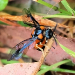 Lophyrotoma interrupta at Wyndham, NSW - 1 Jan 2023