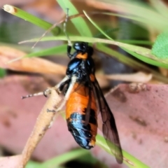 Lophyrotoma interrupta at Wyndham, NSW - 1 Jan 2023