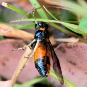 Lophyrotoma interrupta at Wyndham, NSW - 1 Jan 2023 09:24 AM