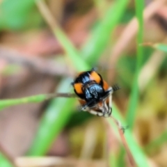 Lophyrotoma interrupta at Wyndham, NSW - 1 Jan 2023 09:24 AM