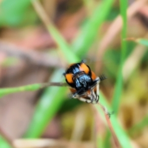 Lophyrotoma interrupta at Wyndham, NSW - 1 Jan 2023 09:24 AM