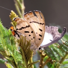 Jalmenus evagoras (Imperial Hairstreak) at South East Forest National Park - 31 Dec 2022 by KylieWaldon