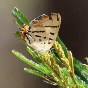 Jalmenus evagoras at Burragate, NSW - 1 Jan 2023