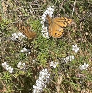 Heteronympha merope at Woolgarlo, NSW - 31 Dec 2022