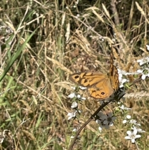 Heteronympha merope at Woolgarlo, NSW - 31 Dec 2022