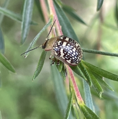 Paropsis pictipennis (Tea-tree button beetle) at Burrinjuck, NSW - 31 Dec 2022 by JaneR