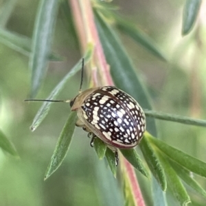 Paropsis pictipennis at Burrinjuck, NSW - 31 Dec 2022