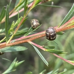 Paropsis pictipennis at Burrinjuck, NSW - 31 Dec 2022