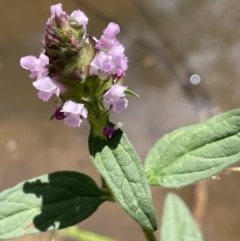 Prunella vulgaris (Self-heal, Heal All) at Burrinjuck, NSW - 31 Dec 2022 by JaneR