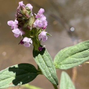 Prunella vulgaris at Burrinjuck, NSW - 31 Dec 2022 01:50 PM