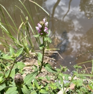 Prunella vulgaris at Burrinjuck, NSW - 31 Dec 2022 01:50 PM