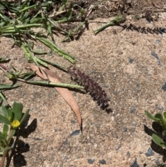 Tragus australianus (Small Burrgrass) at Kingston, ACT - 2 Jan 2023 by MattM