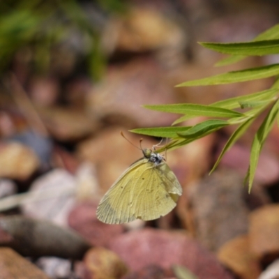 Eurema smilax (Small Grass-yellow) at Holt, ACT - 18 Dec 2022 by darrenw