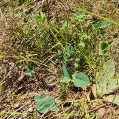 Oxytes brachypoda (Large Tick-trefoil) at Isaacs Ridge - 3 Jan 2023 by Mike