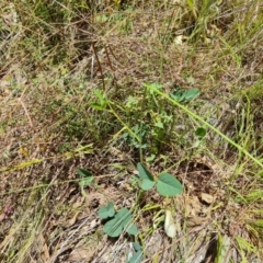 Desmodium brachypodum at Jerrabomberra, ACT - 3 Jan 2023