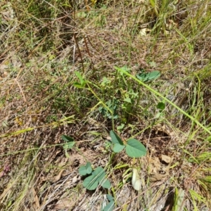 Oxytes brachypoda at Jerrabomberra, ACT - 3 Jan 2023 12:06 PM