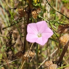 Convolvulus angustissimus subsp. angustissimus (Australian Bindweed) at Isaacs Ridge and Nearby - 3 Jan 2023 by Mike